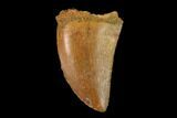 Serrated, Baby Carcharodontosaurus Tooth - Morocco #134977-1
